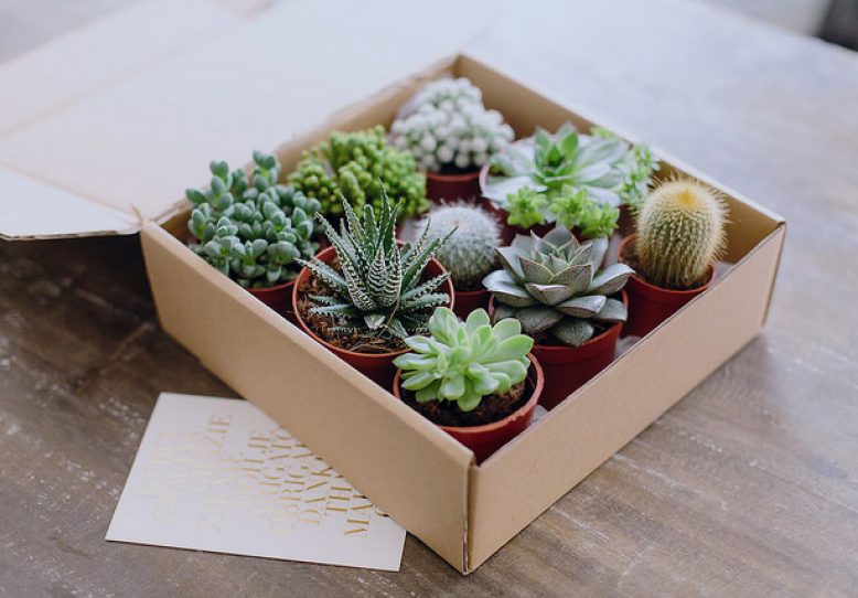 Gift Idea Succulent Gift box A Pair & A Spare