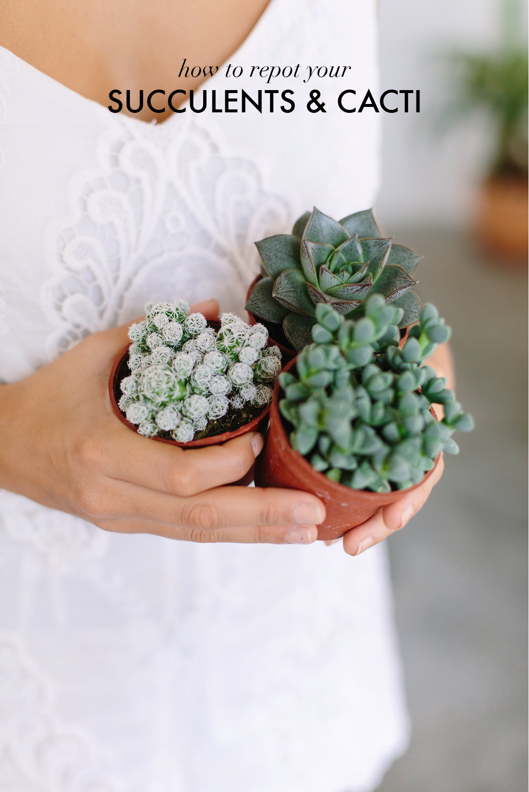 How To Repot Succulents And Cacti