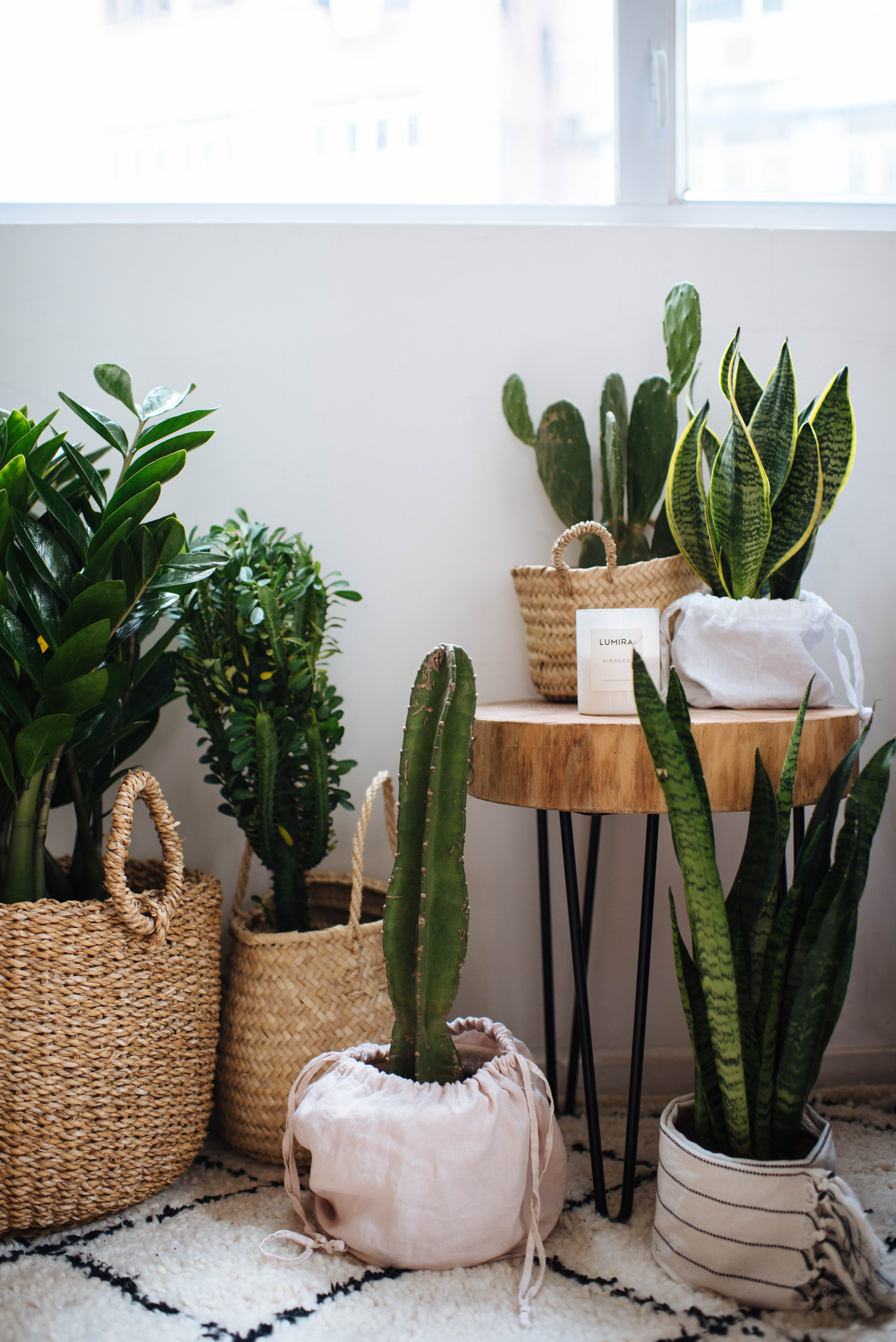 The Best Air Purifying Plants