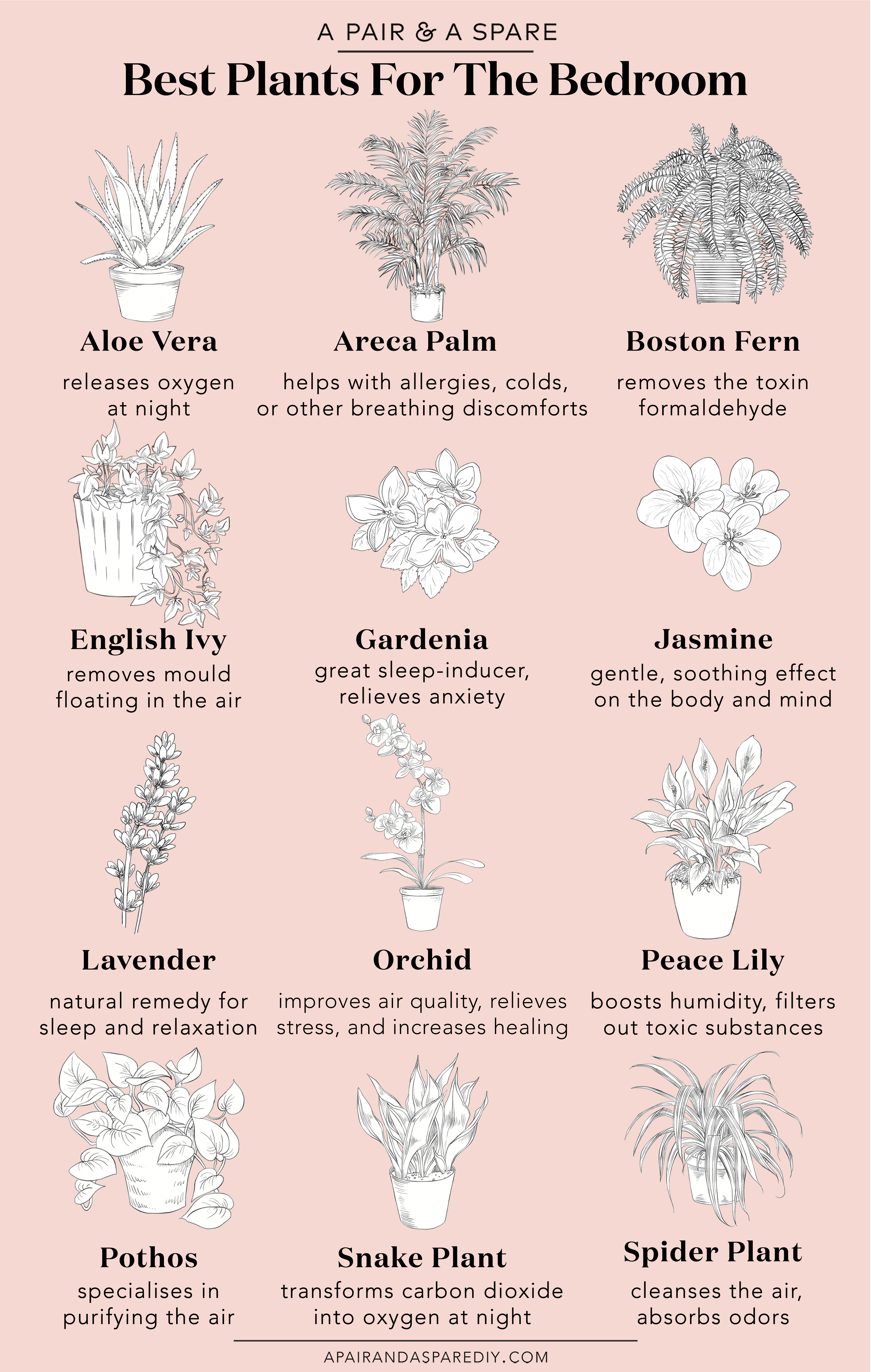 These are the plants you should have in your room